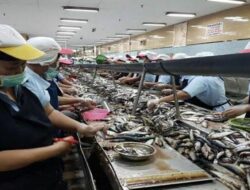 Bontang: Pusat Hilirisasi dan Pengalengan Ikan Terbesar di Indonesia
