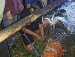 Buaya Raksasa 4 Meter Bikin Resah Warga Barru, Diringkus Pakai Pukat
