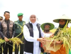 Jawa Timur: Benteng Pangan Nasional, Sumbang 25% Lahan Padi
