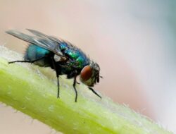 Kasus Myiasis Akibat Lalat Sekrup Terdeteksi Pertama Kali di Meksiko: Ancaman Kesehatan Baru