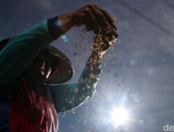 Kopdes Merah Putih: Mampukah Menjadi Tameng Petani dari Cengkeraman Tengkulak?