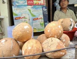 Lebaran Telah Berlalu, Mengapa Harga Kelapa Menggila?