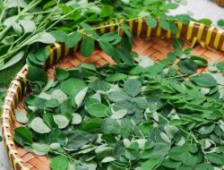 Mengenal Daun Kelor: Khasiat Luar Biasa dan Potensi Risikonya