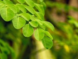 Mitos atau Fakta: Manfaat Daun Kelor untuk Pertumbuhan Tinggi Badan