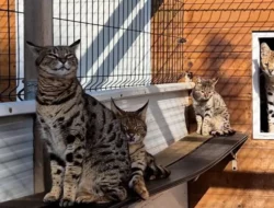 Peternak Kucing Langka Spanyol Ditangkap, Bisnis Ilegal Terbongkar