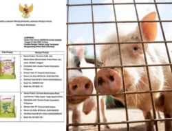 Sembilan Marshmallow Anak Mengandung Babi, Tujuh Bersertifikat Halal: Temuan BPOM-BPJPH