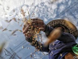 Sinergi Kopdes Merah Putih dan Koperasi Petani: Dongkrak Kesejahteraan Petani